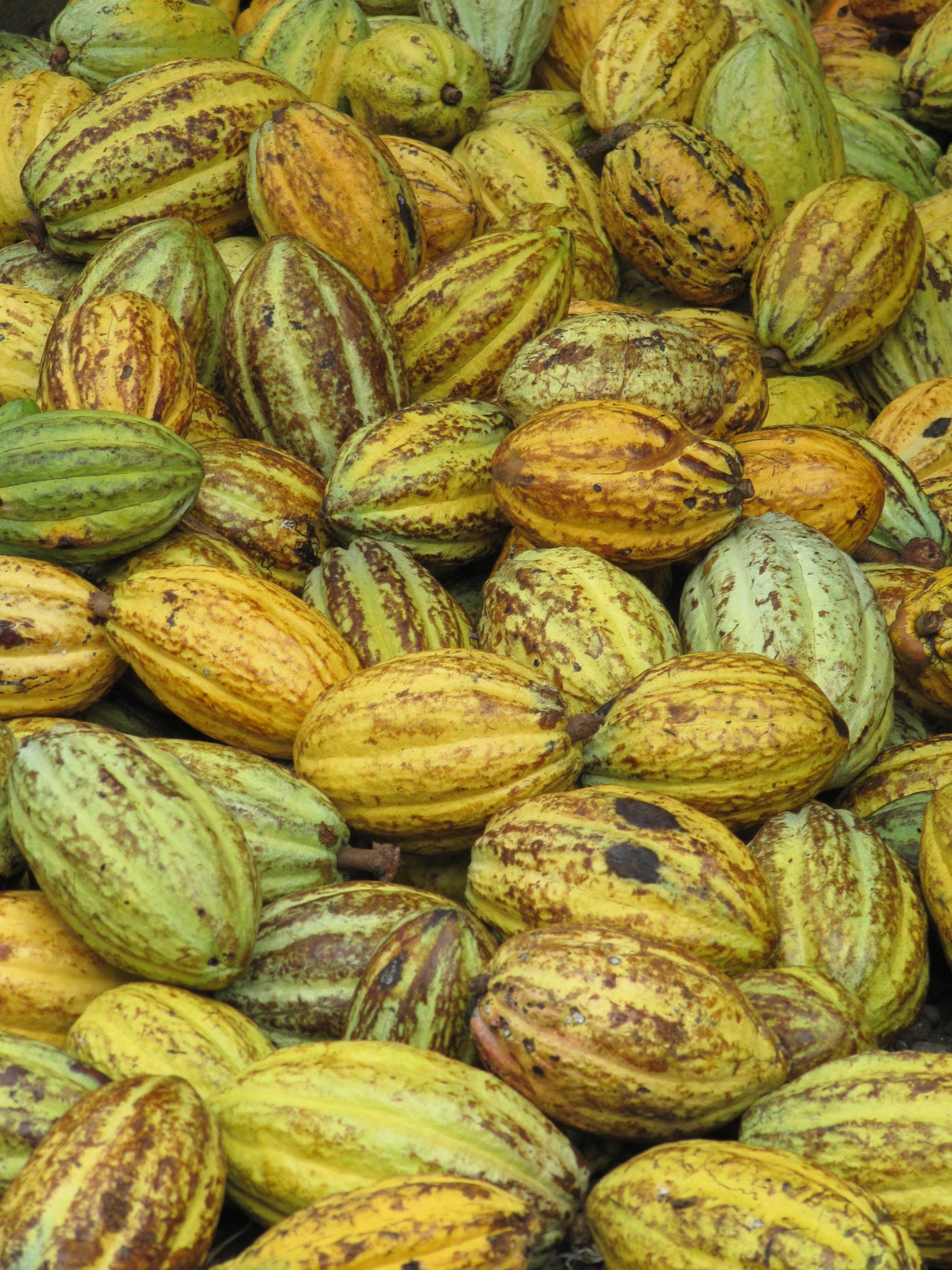 Cabosses de cacao fraîchement récoltées